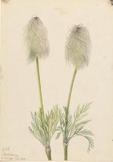 Plume Anemone (Pulsatilla occidentalis), 1923. Creator: Mary Vaux Walcott.