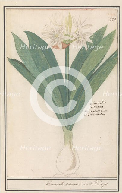 Amaryllis (Hippeastrum), 1596-1610. Creators: Anselmus de Boodt, Elias Verhulst.