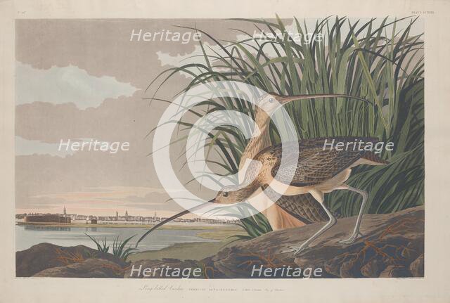 Long-billed Curlew, 1834. Creator: Robert Havell.