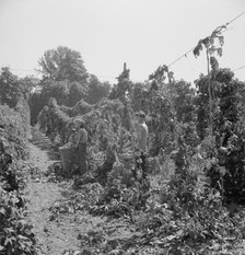 View of hop yard, pickers at work, near Independence, Polk County, Oregon, 1939. Creator: Dorothea Lange.