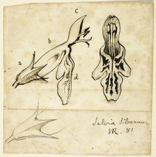Salvia Silvarum, 1881. Creator: John Ruskin.