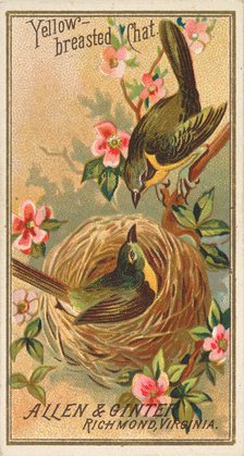 Yellow-breasted Chat, from the Birds of America series (N4) for Allen & Ginter Cigarettes ..., 1888. Creator: Allen & Ginter.