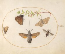 Plate 23: Hawk Moth, Butterflies, and Other Insects around a Snowberry Sprig, c. 1575/1580. Creator: Joris Hoefnagel.