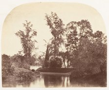 Casuarina Trees, Botanic Gardens, Calcutta, 1858-61. Creator: Unknown.
