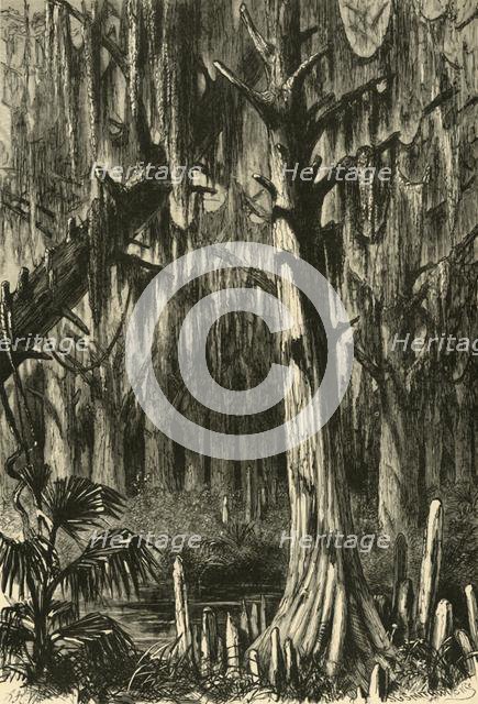 'Cypress-Swamp', 1872.  Creator: J. G. Smithwick.