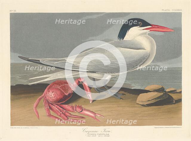 Cayenne Tern, 1835. Creator: Robert Havell.