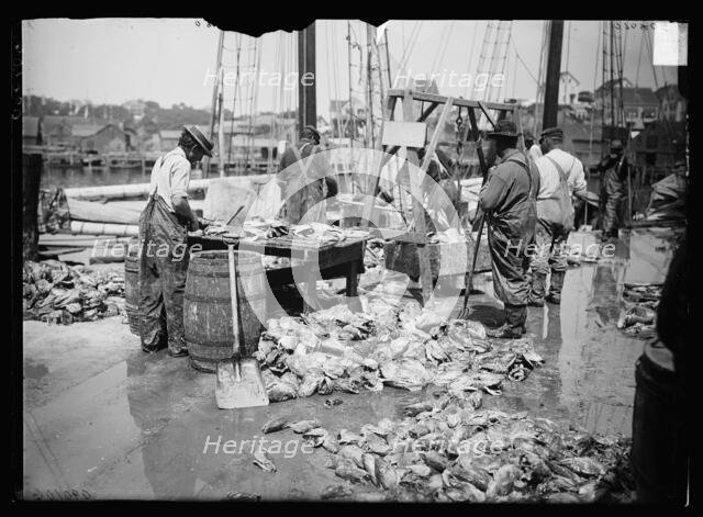 Weighing up the catch, Gloucester, Mass., between 1900 and 1915. Creator: Unknown.