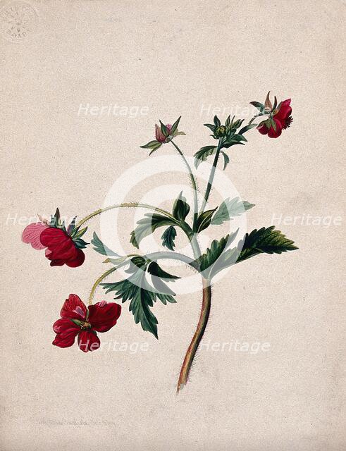 A type of aven (Geum species): flowering stem, 1839. Creator: Mary Anne Bayfield.
