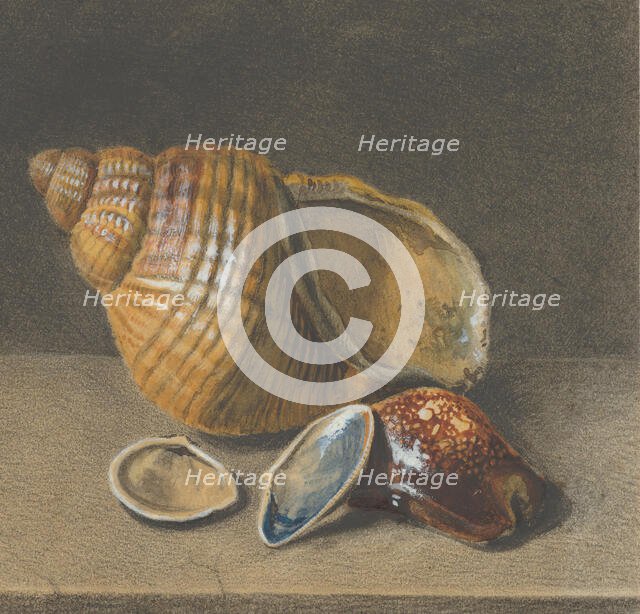 A Cowrie, and a Larger and Two Smaller Shells, late 17th-mid 18th century. Creator: Anon.