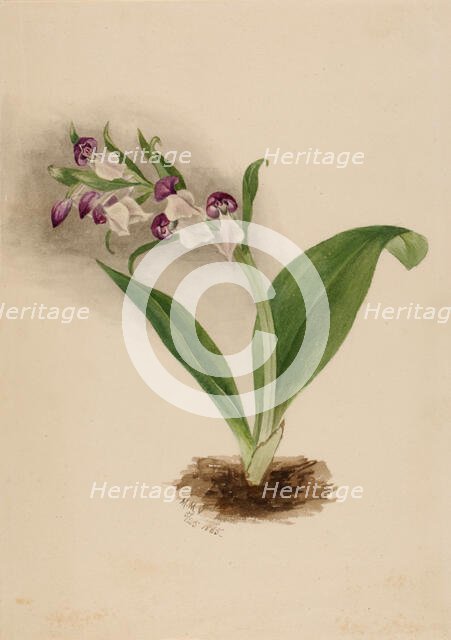 Showy Orchids (Orchis spectabilis), 1885. Creator: Mary Vaux Walcott.