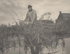 Cutting the Gladdon, 1886. Creators: Dr Peter Henry Emerson, Thomas Frederick Goodall.