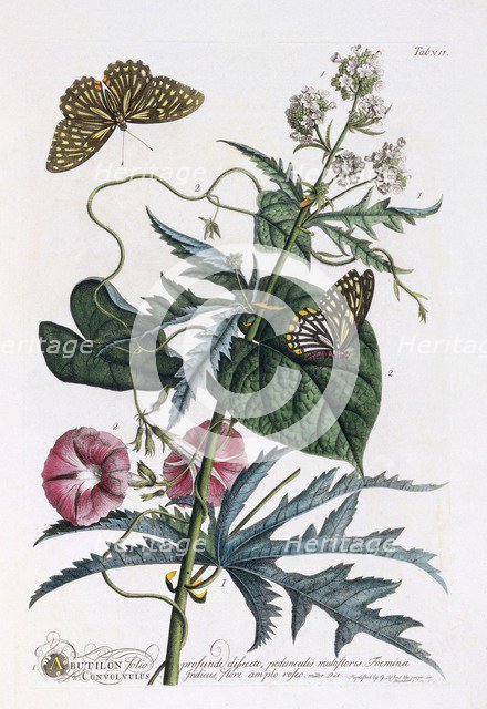 1. Abutilon, 2.  Convolvulus, c. 1748 (hand coloured engraving). Creator: "Georg Dionysius Ehret (1710 - 70); Ehret, Georg Dionysius (1710-1770)".