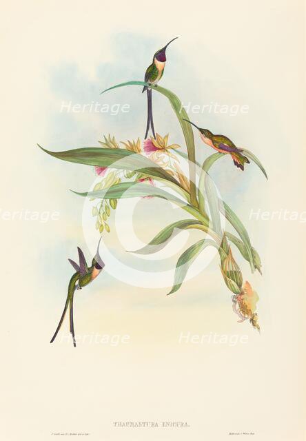 Tharmastura enicura (Slender Shear-Tail). Creators: John Gould, Henry Constantine Richter.