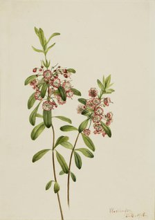 Lambkill (Kalmia angustifolia), 1918. Creator: Mary Vaux Walcott.