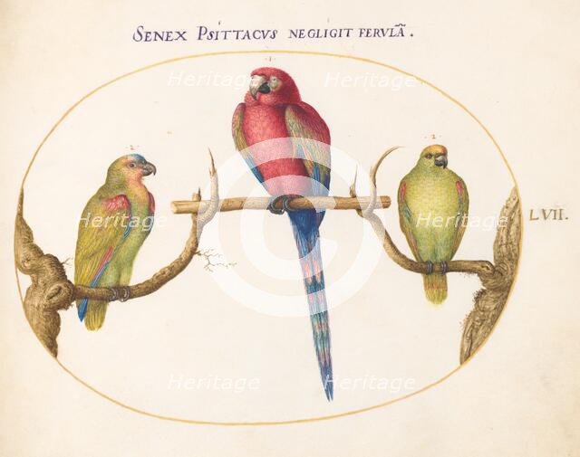 Animalia Volatilia et Amphibia (Aier): Plate LVII, c. 1575/1580. Creator: Joris Hoefnagel.