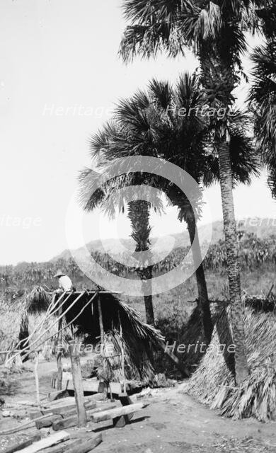 Palms and straw houses at Rascon, between 1880 and 1897. Creator: William H. Jackson.
