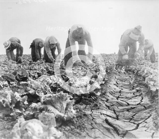 Filipinos cutting lettuce. Salinas, California, 1935. Creator: Dorothea Lange.