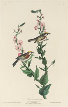 Chestnut-sided Warbler, 1829. Creator: Robert Havell.