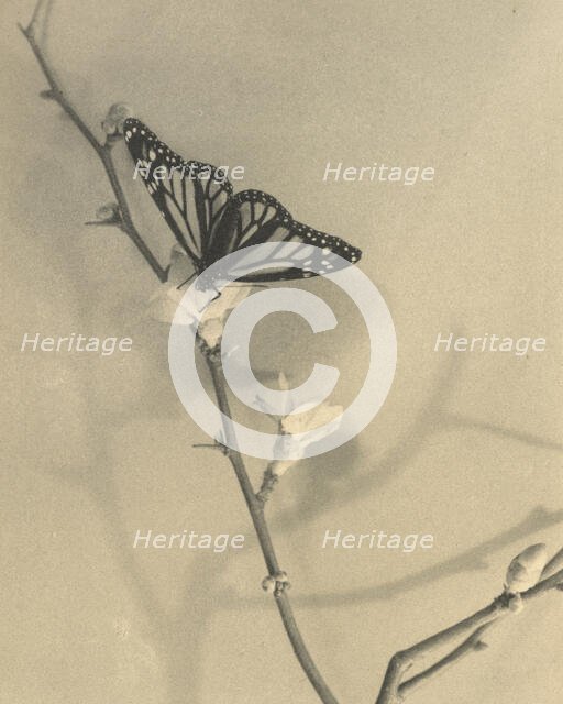 Seeker of nectar, 1940. Creator: Thelma Kent.