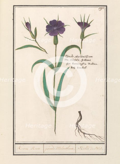 Bolderik (AgroStemma Gitage), 1596-1610. Creators: Anselmus de Boodt, Elias Verhulst.