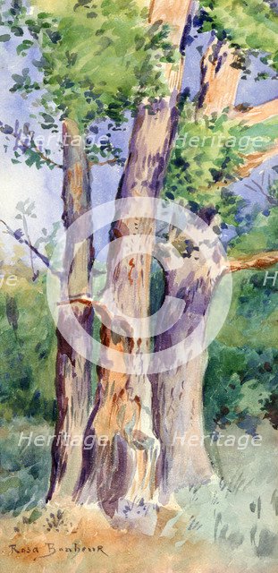 'Study of Trees', c1842-1899. Artist: Rosa Bonheur