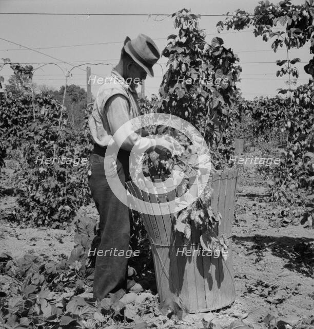 Possibly: Migratory field workers in hop field, near Independence, Oregon, 1939. Creator: Dorothea Lange.
