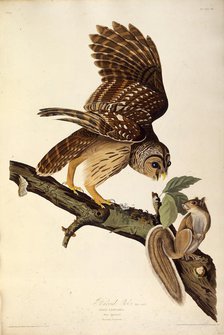 The barred owl. From "The Birds of America", 1827-1838. Creator: Audubon, John James (1785-1851).