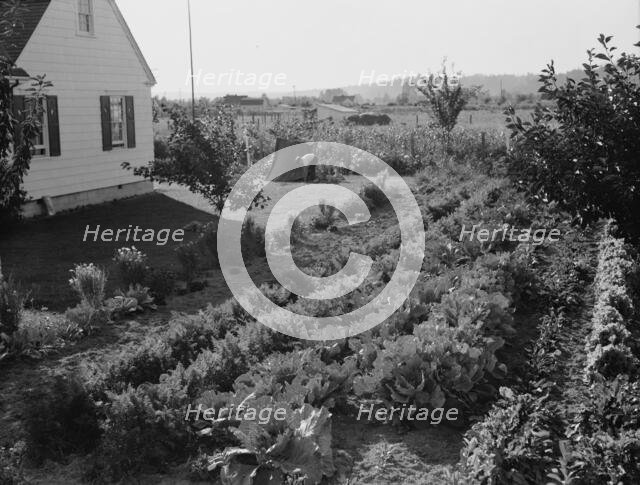 On the Longview homestead project, Cowlitz County, Washington, 1939. Creator: Dorothea Lange.
