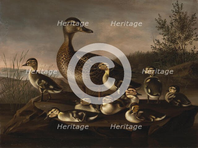 Mallard Ducklings, 1841. Creator: Magnus von Wright.