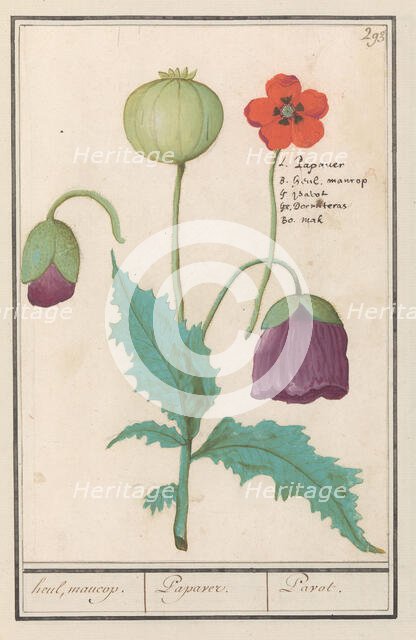 Poppy, 1596-1610. Creators: Anselmus de Boodt, Elias Verhulst.