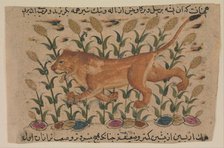 A Lion, Folio from a Dispersed Nuzhatnama-i ‘Ala’i of Shahmardan ibn Abi’l Khayr, early 17th centur Creator: Unknown.