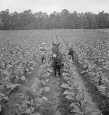 Putting in tobacco, Shoofly, North Carolina, 1939. Creator: Dorothea Lange.