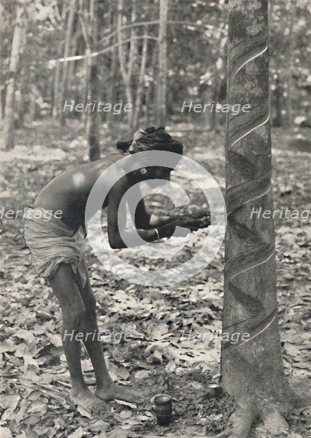 'Arbeiter beim Anschneiden eines Gummibaumes (Spiralschnitt ist unwirtschaftlich und wird nicht mehr Artist: Unknown.