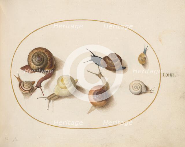 Animalia Qvadrvpedia et Reptilia (Terra): Plate LXIV, c. 1575/1580. Creator: Joris Hoefnagel.