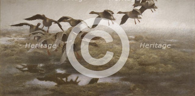 Wildgeese Settling, 1907. Creator: Bruno Liljefors.