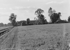 Barns of the old Mineral King Ranch seen across alfalfa field, Tulare County, California, 1938. Creator: Dorothea Lange.