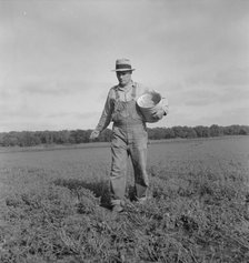 Tenant farmer spreading grasshopper bait, Oklahoma, 1937. Creator: Dorothea Lange.