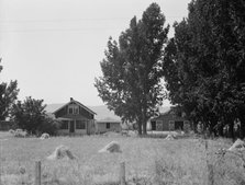 On tenant purchase program (FSA), west of Toppenish, Yakima County, Washington, 1939. Creator: Dorothea Lange.