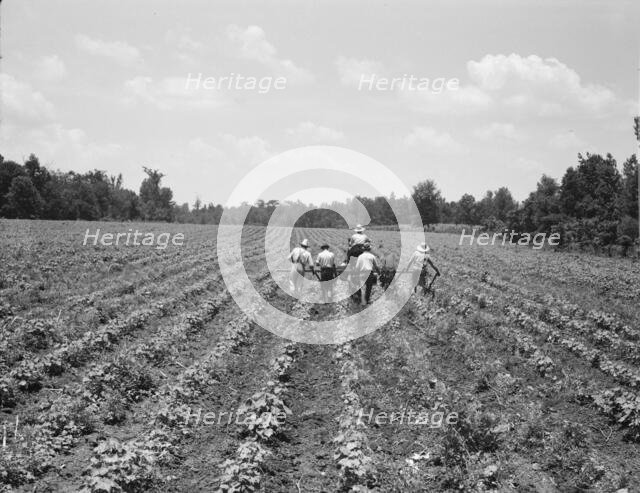 Delta cooperative farm, Hillhouse, Mississippi, 1937. Creator: Dorothea Lange.