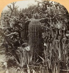 'Cactus Garden, Cragin Place, Lake Worth, Florida', c1900. Creator: BL Singley.