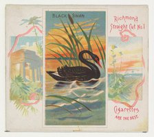 Black Swan, from Birds of the Tropics series (N38) for Allen & Ginter Cigarettes, 1889. Creator: Allen & Ginter.