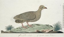Francolinus capensis (Cape spurfowl or Cape francolin), c.1778. Creator: Robert Jacob Gordon.