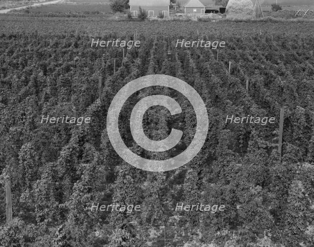 Hop yard on ranch of M. Rivard in French-Canadian..., Yakima Valley, Moxee Valley, Washington, 1939. Creator: Dorothea Lange.