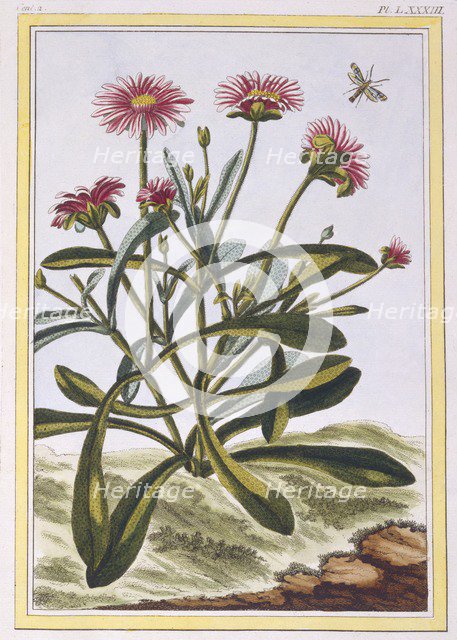 La Ficoide d'Afrique or Mesembryanthemum,  pub. 1776. Creator: Pierre Joseph Buchoz (1731-1807).