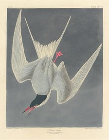 Great Tern, 1836. Creator: Robert Havell.