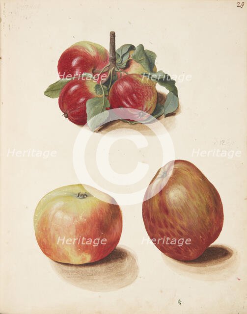 Study of apples, 1751. Creator: Fosie, Johanna Marie (1726-1764).