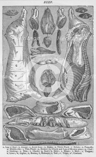 'Beef', 1907, (1907). Artist: Unknown.