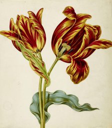 Tulip, c. 1660. Creator: Braun, Johann Bartholomäus (1626-1684).