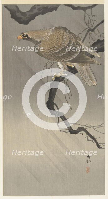 Eagle on branch, 1900-1910. Creator: Ohara, Koson (1877-1945).