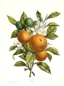 Citrus aurantiacus (Orange), 1730-1770. Creator: Georg Dionysius Ehret.